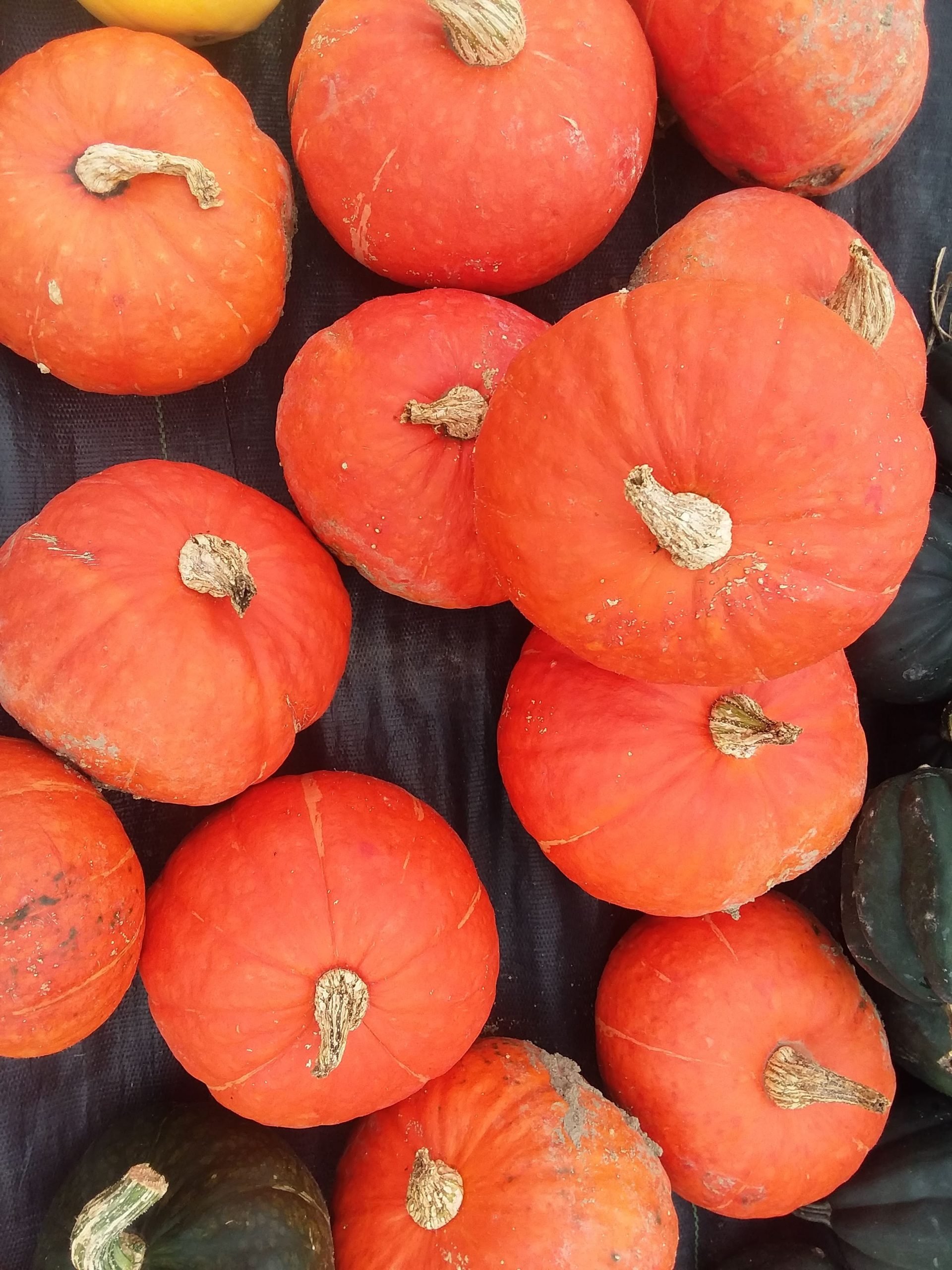 Red kuri squash and acorn squash