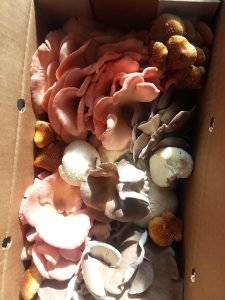 A box of pink and gold mushrooms