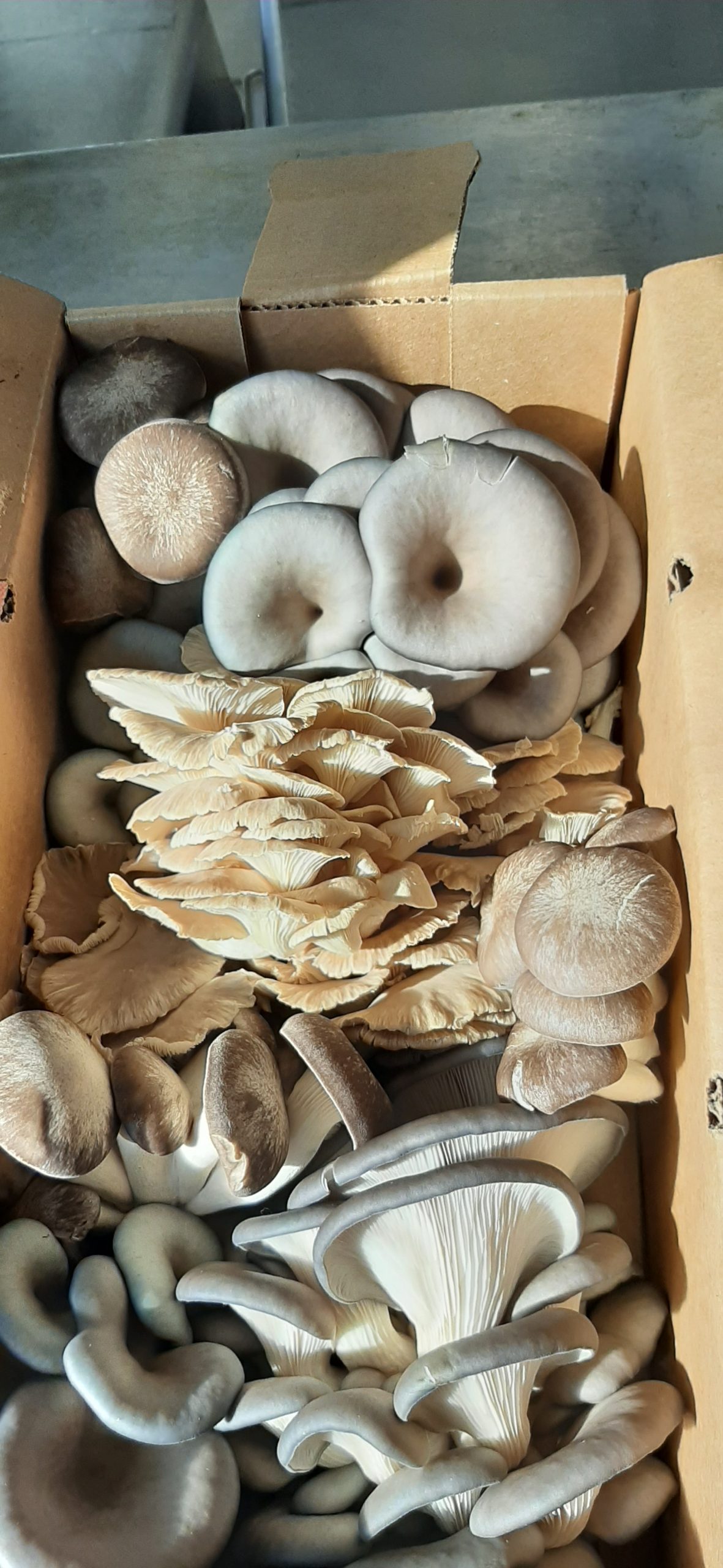 A box of freshly picked oyster mushrooms