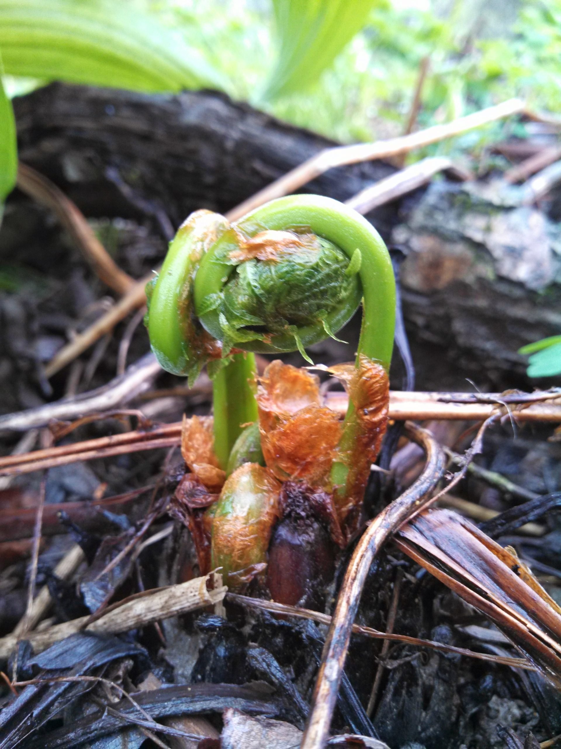 A fiddlehead fern unfurling on the forest floor