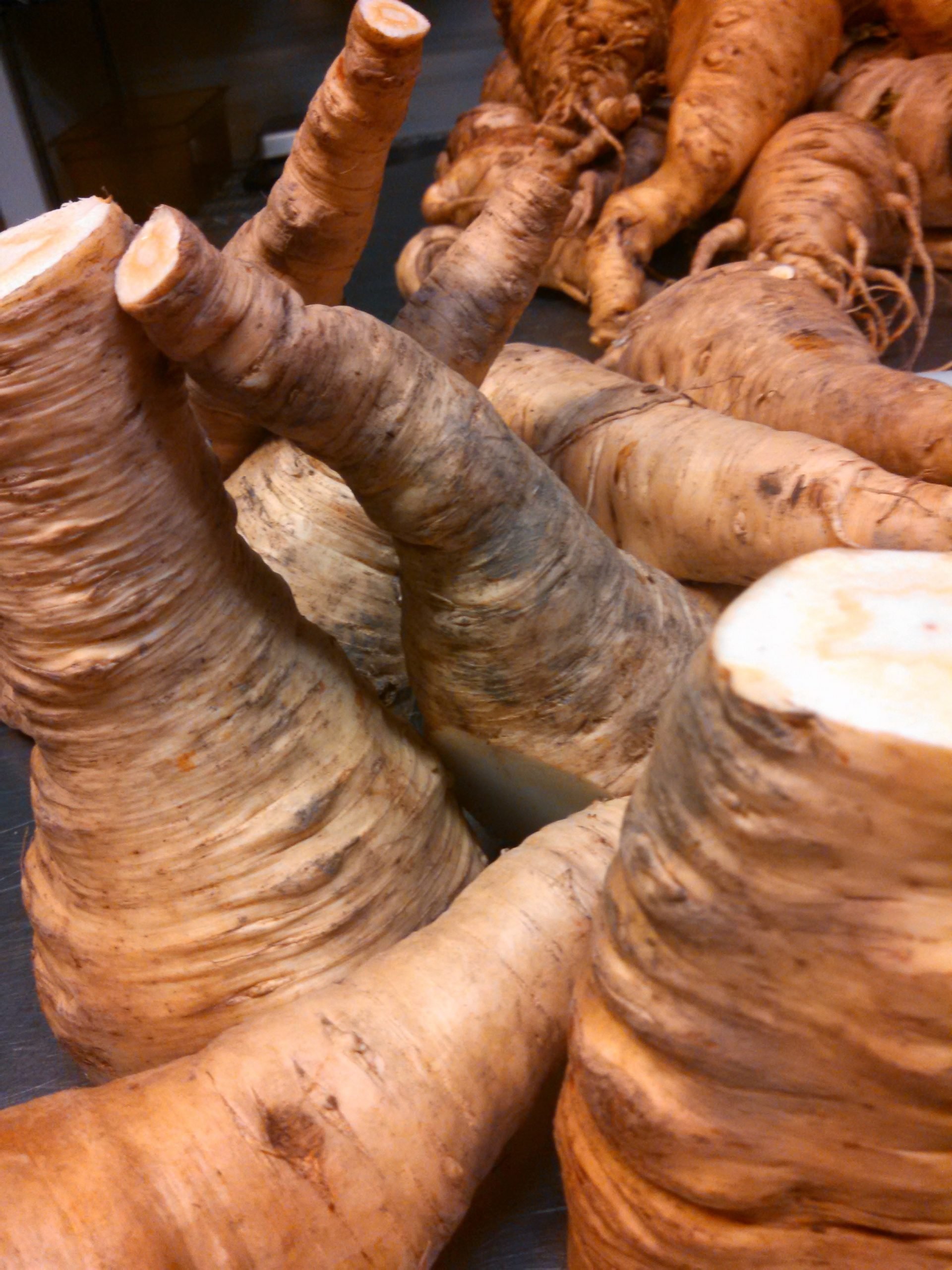 Freshly harvested horseradish and parsnip roots